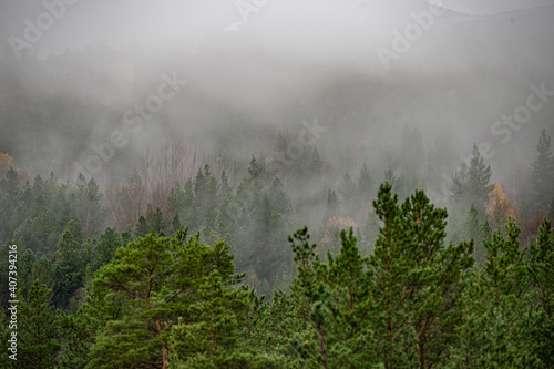 Forest in fog at a mountainside in Norway