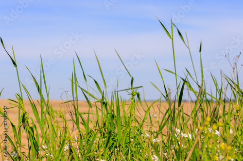 green grass on yellow field background
