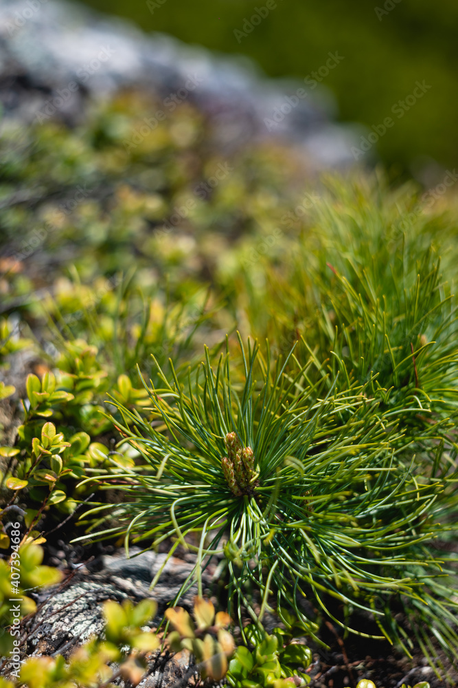 Green nature Green nature