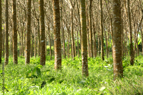 Rubber trees in Thailand