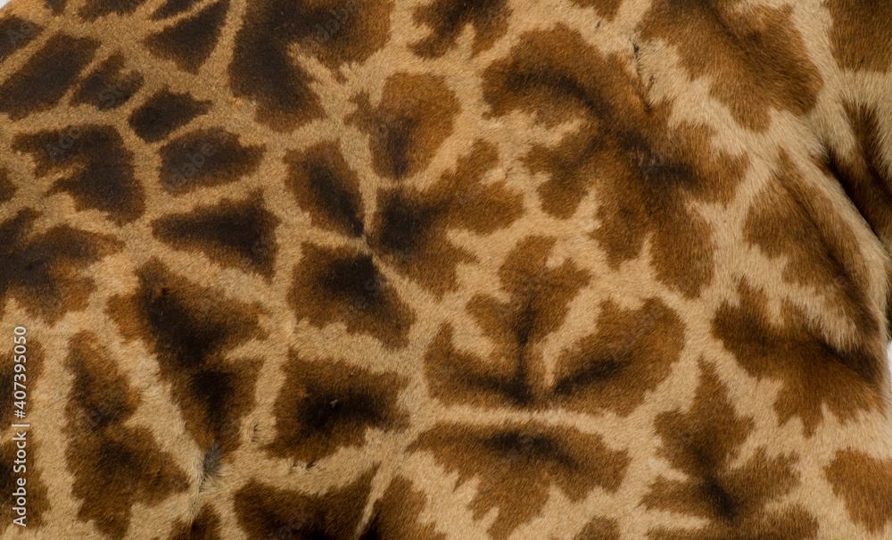 beautiful giraffe pattern close up of a wild animal beautiful giraffe pattern close up of a wild animal