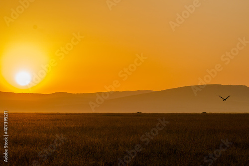 crowned crane flying into sunset over african landscape
