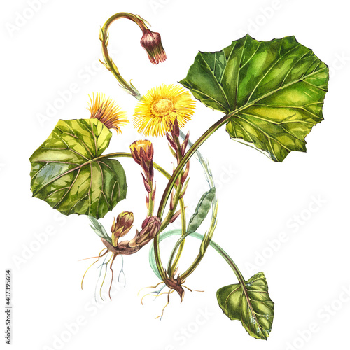 Flower tussilago farfara. Hand drawn watercolor botanical illustration. photo