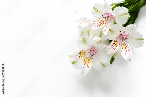 flowers alstroemeria orchid on isolated white background