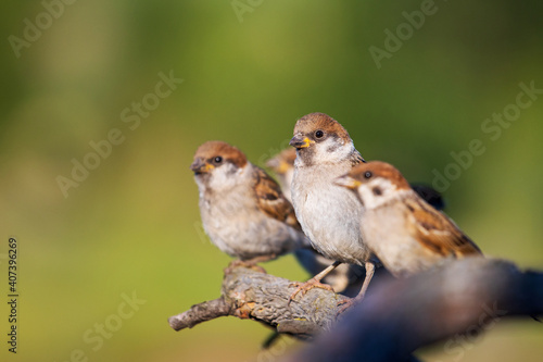 bunch of sparrows sit together on a branch