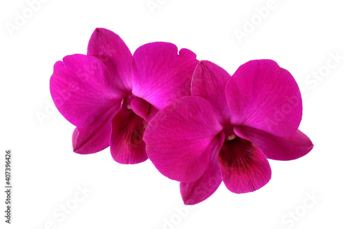 Beautiful purple orchids with isolated on white background