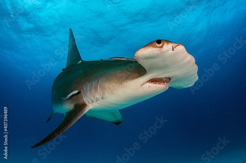 Diving with Great Hammerhead on Bahamas © Tomas
