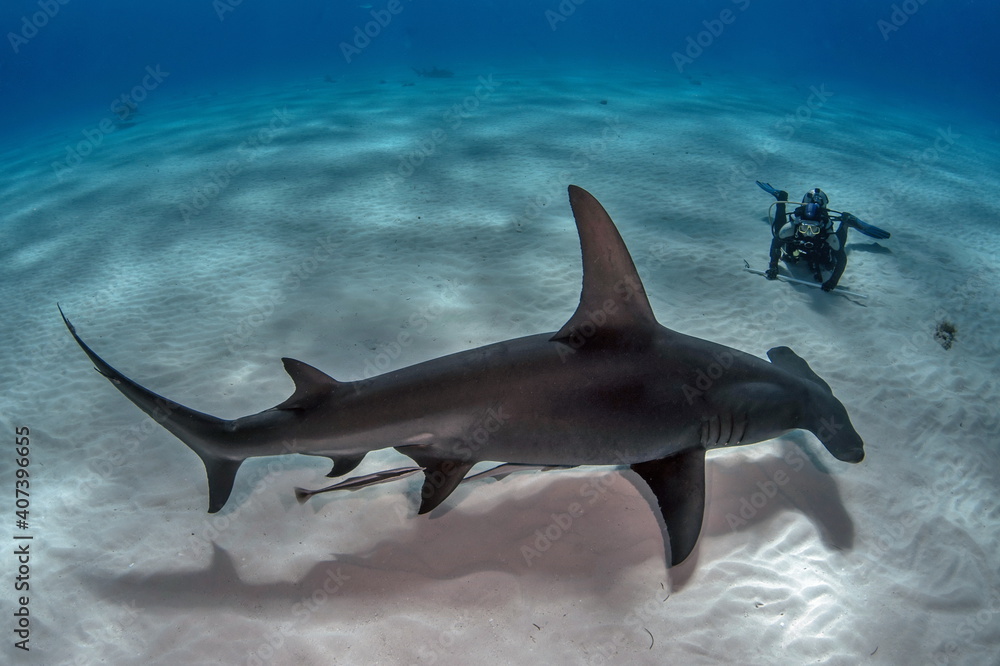 Diving with Great Hammerhead on Bahamas - obrazy, fototapety, plakaty 