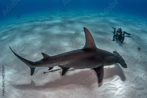 Diving with Great Hammerhead on Bahamas photo