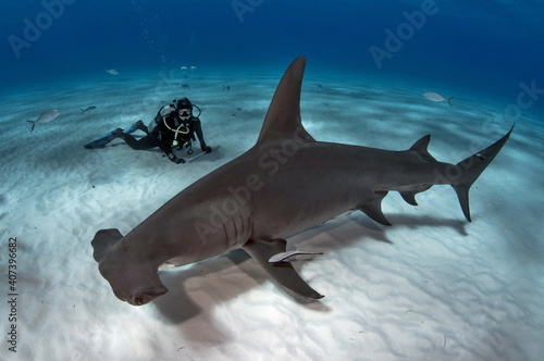 Diving with Great Hammerhead on Bahamas photo