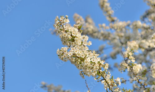 close on pretty white flowers of cherry tree blooming on  blue sky background