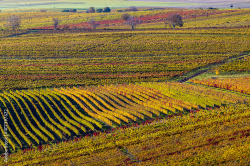 Autumn in moravian vineyards near Velke Bilovice, Southern Moravia, Czech Republic