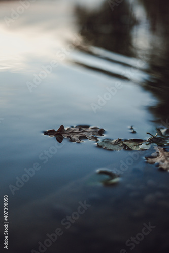 fallen leaf floating on water © Lukas