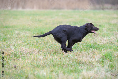 Glücklicher brauner junger Labrador läuft durch eine Wiese