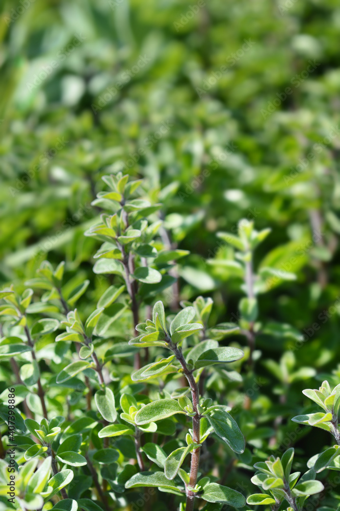 Sweet marjoram