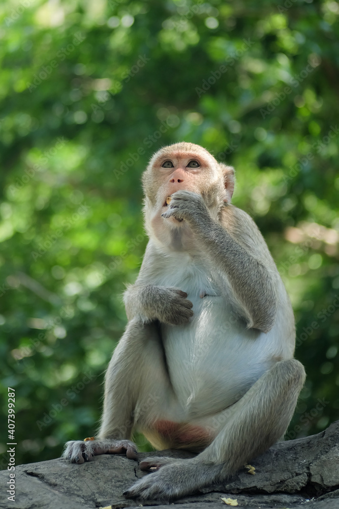 Portrait Photo of Monkey, Monkey Sitting on a Rock Under the Tree, Chonburi, Thailand Portrait Photo of Monkey, Monkey Sitting on a Rock Under the Tree, Chonburi, Thailand