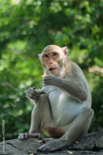Portrait Photo of Monkey  Monkey Sitting on a Rock Under the Tree  Chonburi  Thailand