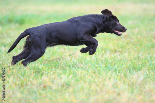 Glücklicher brauner junger Labrador läuft durch eine Wiese