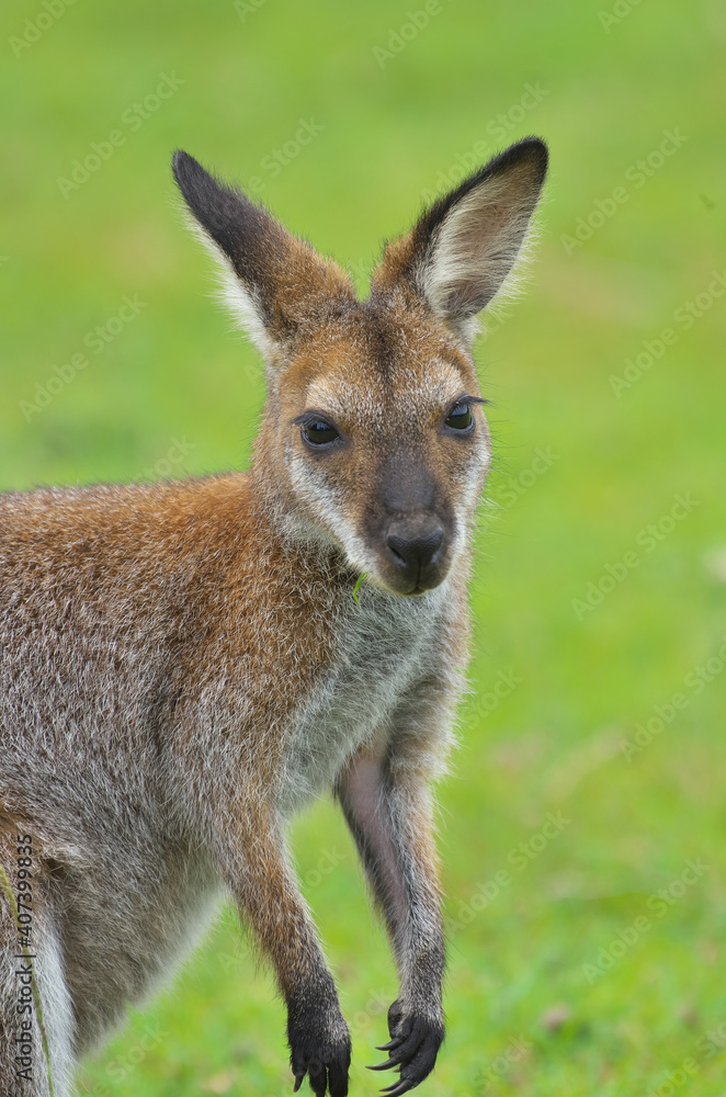 Fototapeta premium Kangourou roux à Tuross head au sud de Sydney.