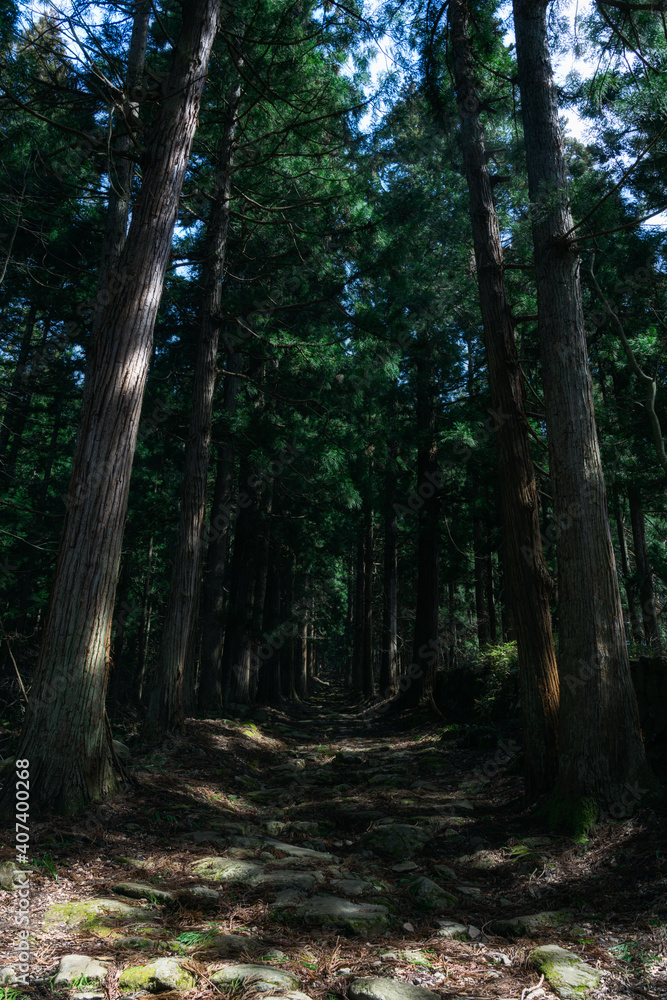 Obraz premium 神社へと続く並木道