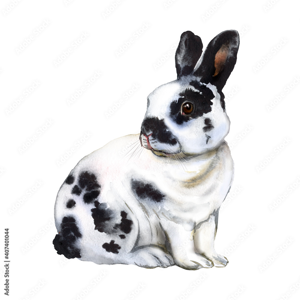 Rex rabbit watercolor illustration, black and white spotted rabbit. Rex rabbit watercolor illustration, black and white spotted rabbit.