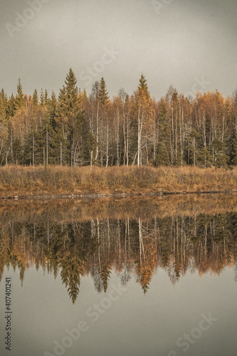 Reflection from fir trees in a lake