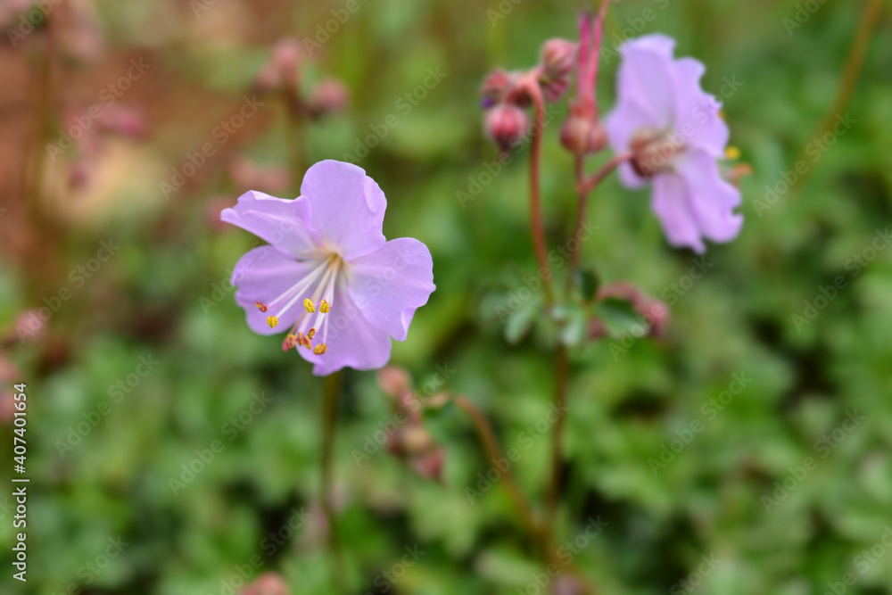Dalmatian cranesbill Dalmatian cranesbill