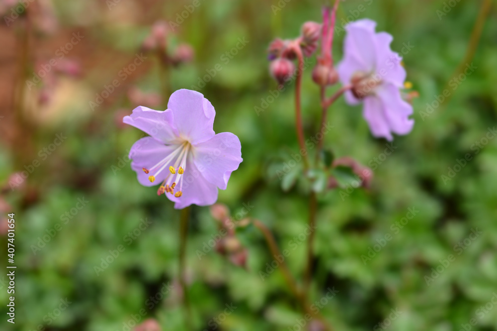 Dalmatian cranesbill