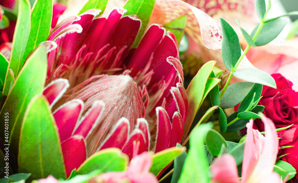 Fototapeta premium protea flower bud closeup macro background