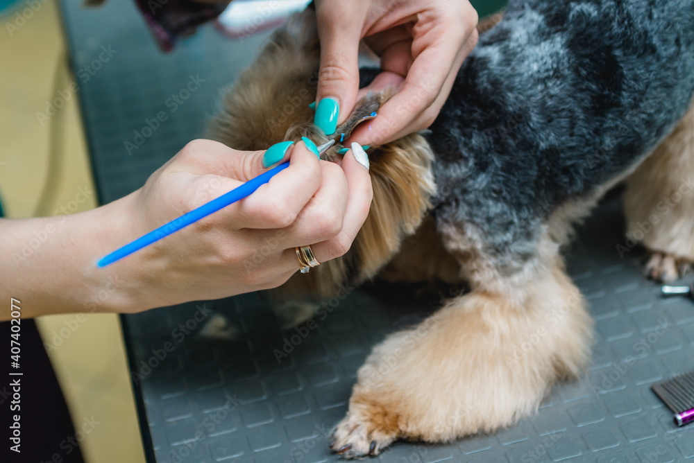 yorkshire terrier getting his hair cut yorkshire terrier getting his hair cut