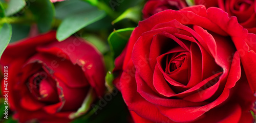 close up red rose macro background