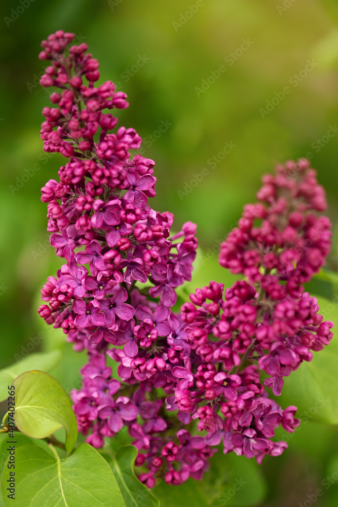 flowers lilac in the garden flowers lilac in the garden