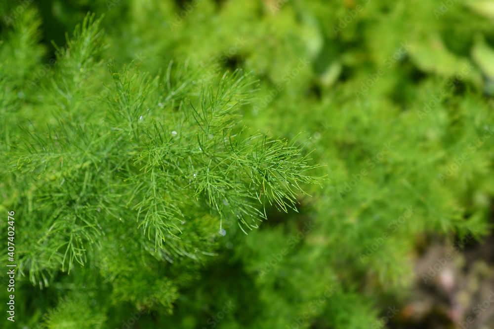 Narrow-leaved asparagus Narrow-leaved asparagus
