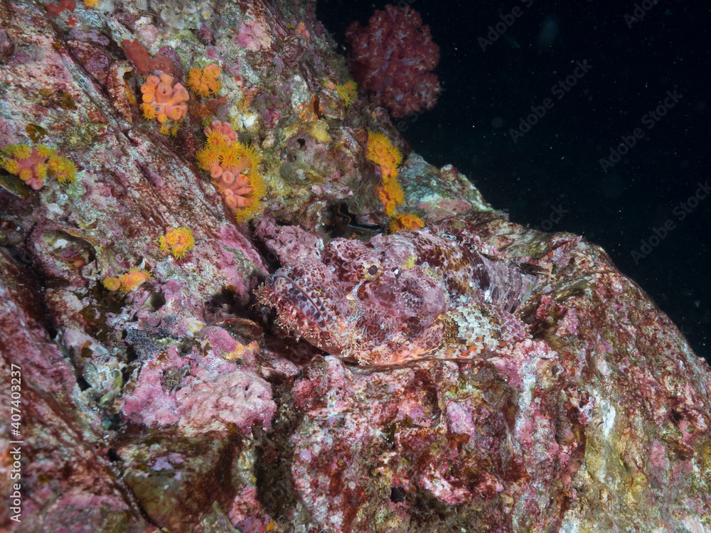 Bearded scorpionfish camouflaging itself as rock (Mergui archipelago, Myanmar) Bearded scorpionfish camouflaging itself as rock (Mergui archipelago, Myanmar)