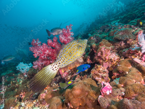 Scrawled filefish swimming in a coral reef (Mergui archipelago, Myanmar) photo