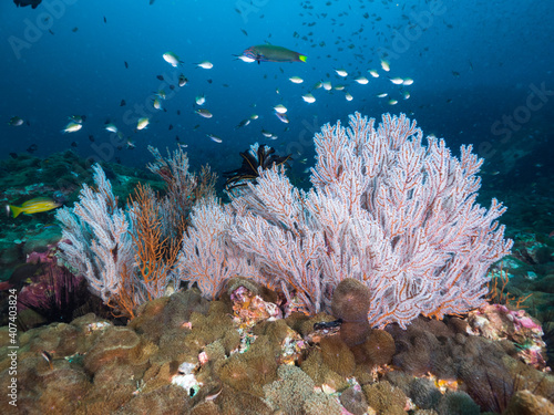 Fototapeta Naklejka Na Ścianę i Meble -  Gorgonian corals fully opening polyps, and Disc anemones (Black Rock, Mergui archipelago, Myanmar)