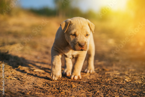 American Pit Bull puppies walking on a dirt road in the sunset.
