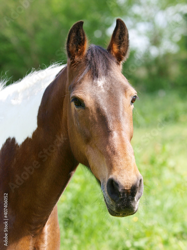 Fototapeta Naklejka Na Ścianę i Meble -  Pretty Horse Headshot