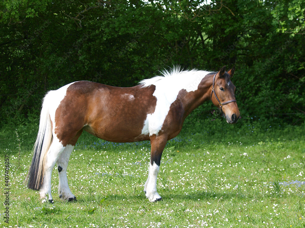 Pretty Skewbald Horse