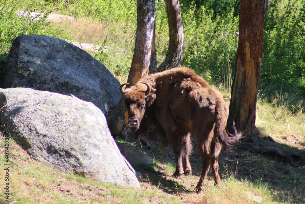 bison américain de dos bison américain de dos