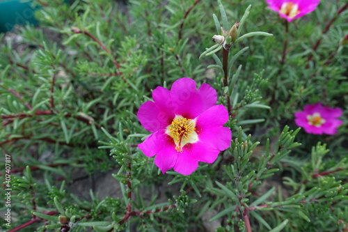 A flower of fuchsia colored Portulaca grandiflora in mid July