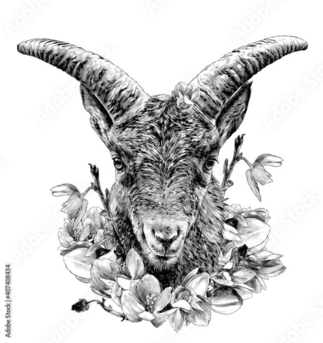 full face symmetrical goat head with large horns decorated with flowers Antigonon leptopus, sketch vector graphics monochrome illustration on white background
