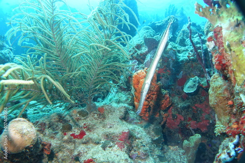 Diving  Wrecks  Caribbean  Windward Islands  Dominica  Guadeloupe  Martinique