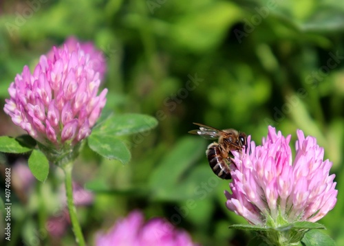 Macro honeybee pollinating purple blooming Clover (Trifolium) flower. Apis Mellifera bee looking for nectar on trefoil blossom. Closeup, detail, bokeh blur background, copy space. Soft selective focus
