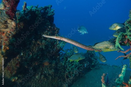 Diving, Wrecks, Caribbean, Windward Islands, Dominica, Guadeloupe, Martinique
