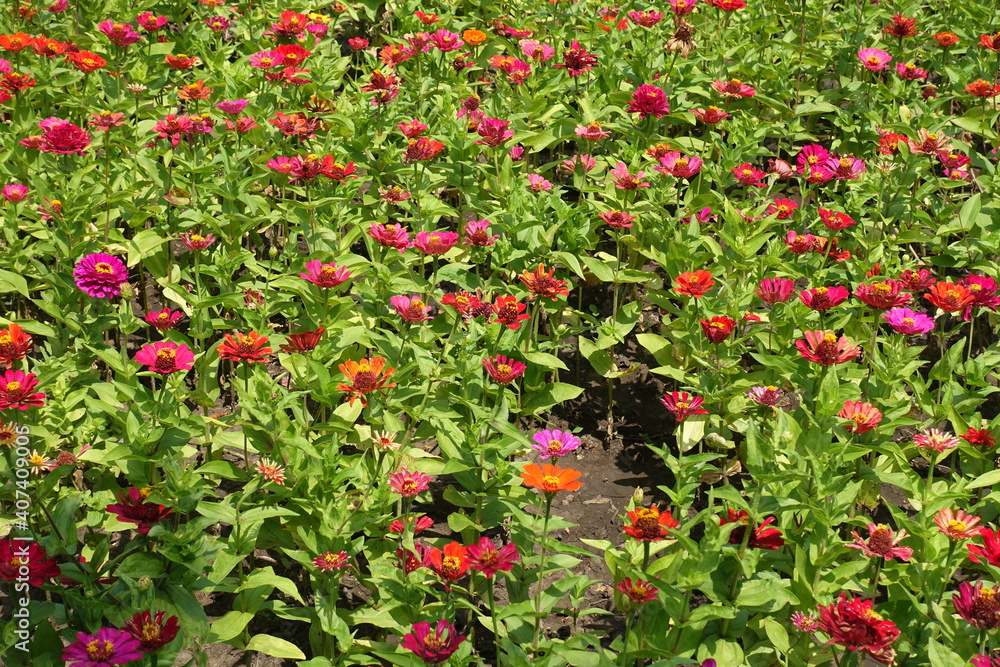 Many colorful flowers of Zinnia elegans in mid July