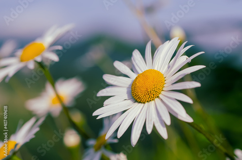 Wild camomile flowers