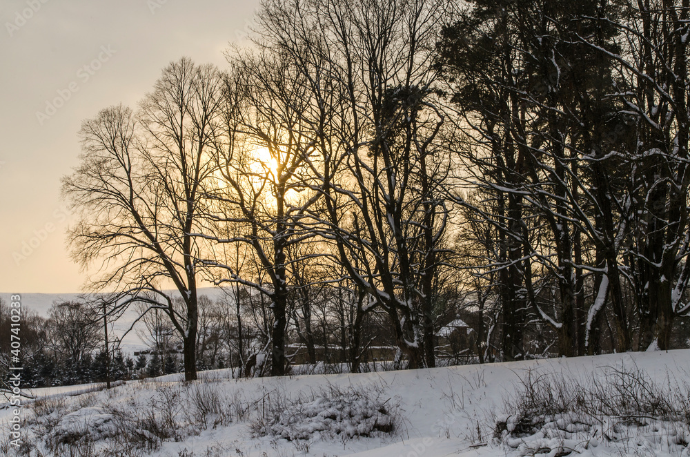 Fototapeta premium drzewa słońce