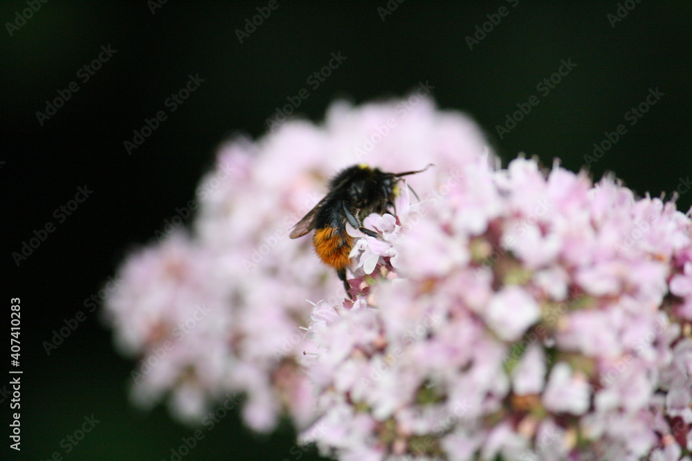 Red-tailed bumblebee gathering nectar and pollen from a flower Red-tailed bumblebee gathering nectar and pollen from a flower