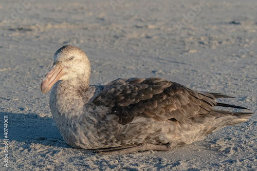 Giant petrel